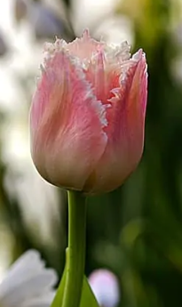 Lingerie Fringed Tulip Bulbs