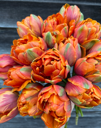 Orange Princess Peony Tulip Bulbs bulk savings available