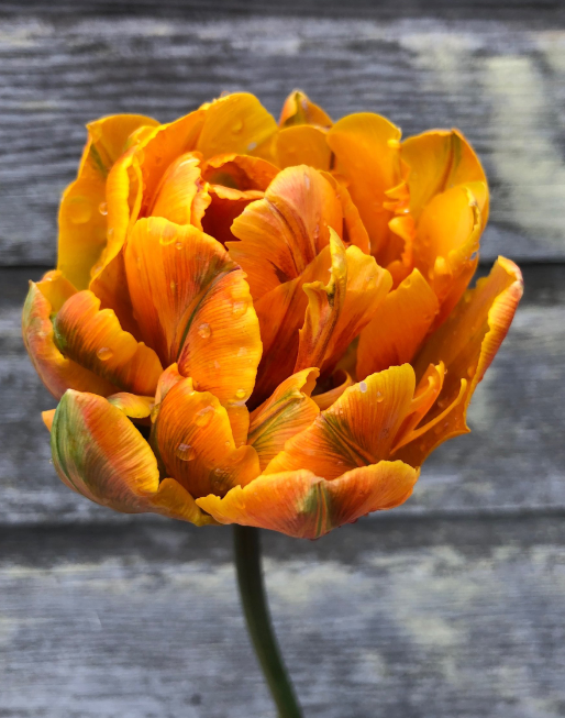 Orange Princess Peony Tulip Bulbs bulk savings available
