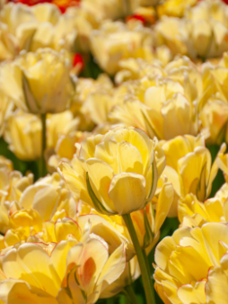 Akebono Peony Tulip Bulbs bulk savings available