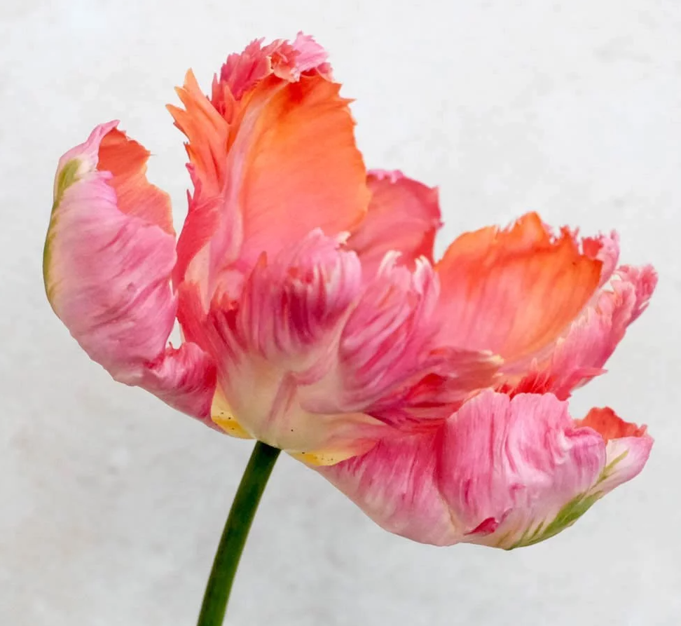 Apricot Parrot Tulip Bulbs bulk savings available
