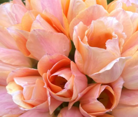 Apricot Beauty Tulip Bulbs bulk savings available