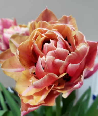Verona Sunrise Tulip Bulbs bulk savings available