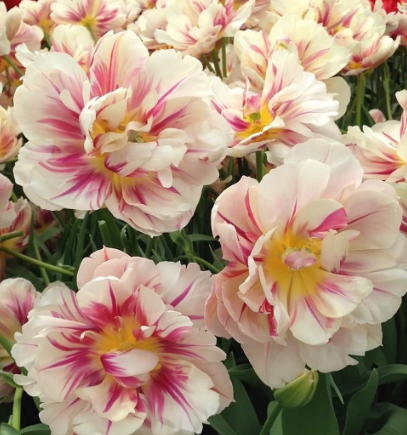 Flaming Margarita Peony Tulip Bulbs bulk savings available