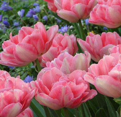 Foxtrot Tulip Bulbs bulk savings available