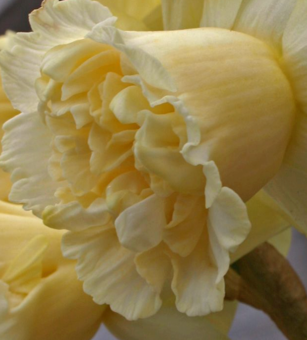 Art Design Daffodil Bulbs