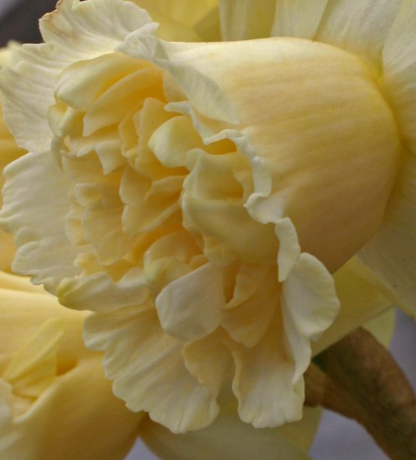 Art Design Daffodil Bulbs