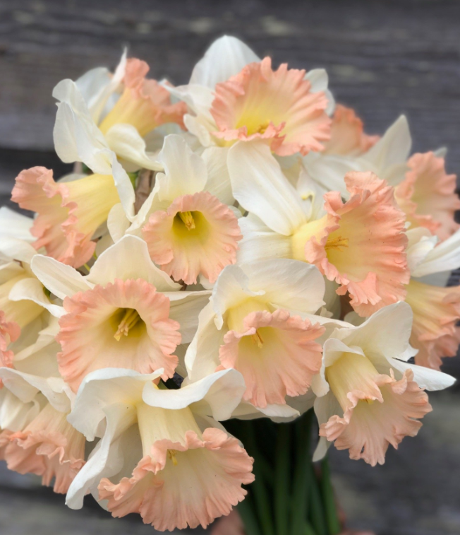 British Gamble Daffodil Bulbs bulk savings available