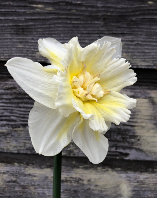 Ice King Daffodil Bulbs