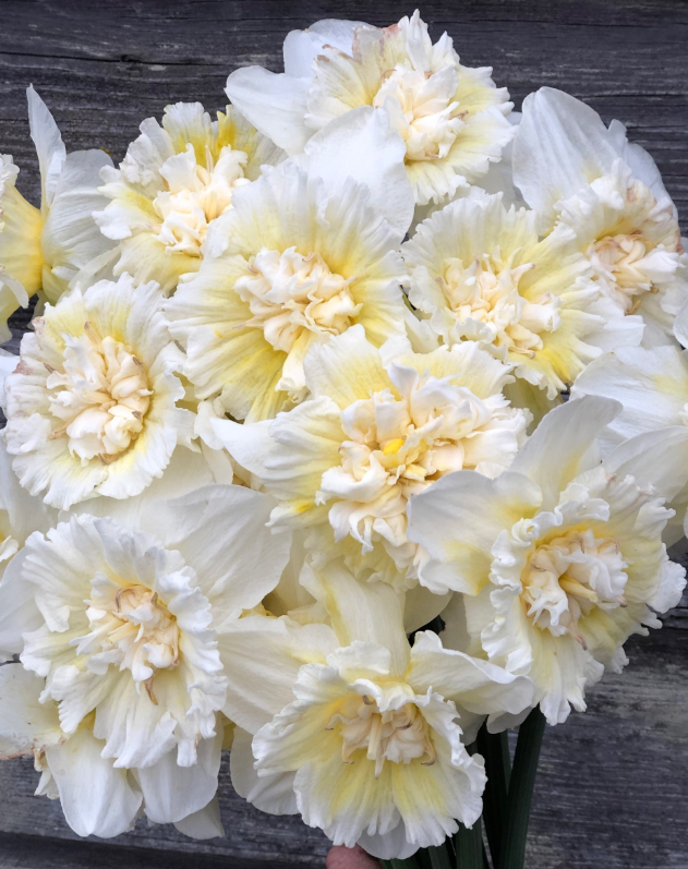 Ice King Daffodil Bulbs