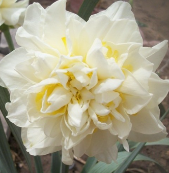 Obdam Daffodil Bulbs