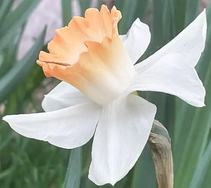 Pink Charm Daffodil Bulbs