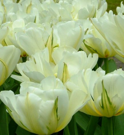 Exotic Emperor Peony Tulip Bulbs