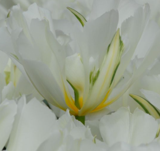 Exotic Emperor Peony Tulip Bulbs bulk savings available