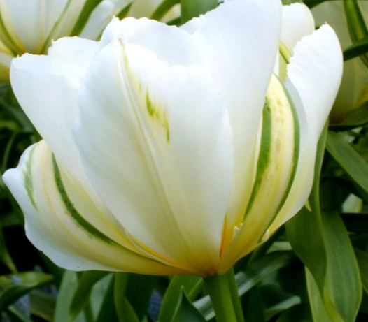 Exotic Emperor Peony Tulip Bulbs bulk savings available