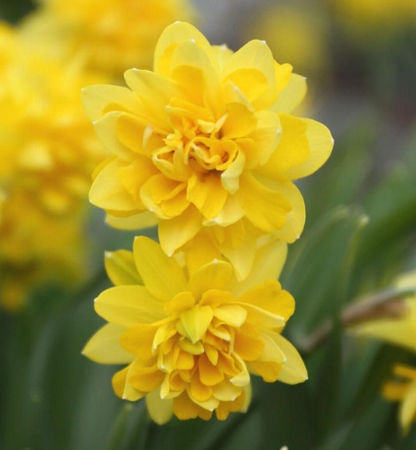 Tete Boucle Daffodil Bulbs bulk savings available