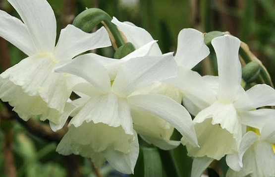Pueblo Daffodil Bulbs