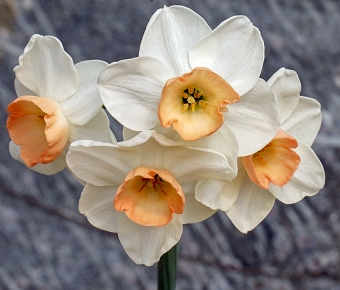 Prosecco Daffodil Bulbs