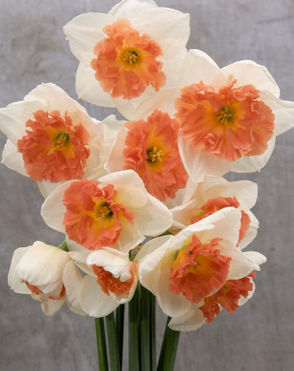 Precocious Daffodil Bulbs