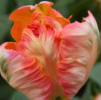 Apricot Parrot Tulip Bulbs bulk savings available