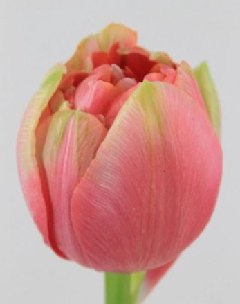 Reknown Unique Tulip Bulbs bulk savings available