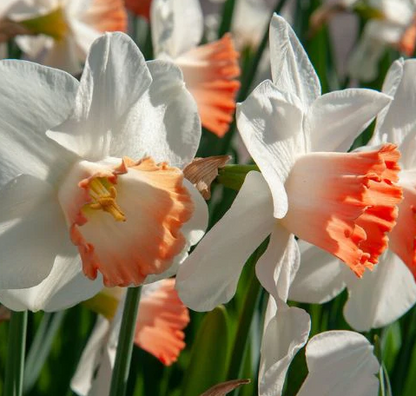 Pink Charm Daffodil Bulbs