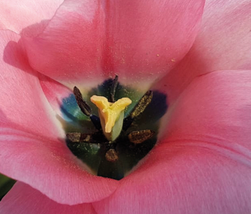 Bella Blush Tulip Bulbs