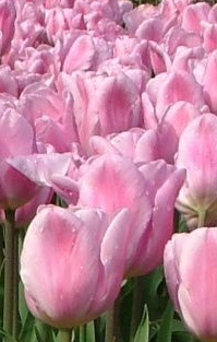 Synaeda Amor Tulip Bulbs
