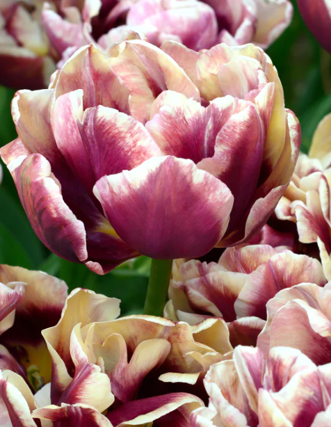 Wyndham Peony Tulip Bulbs