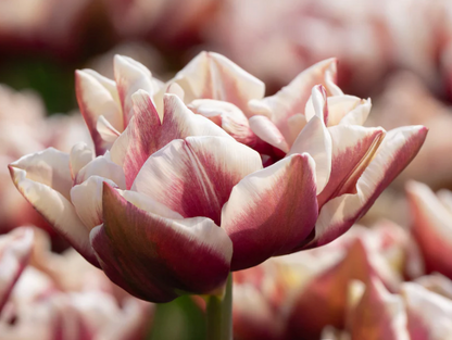 Wyndham Peony Tulip Bulbs