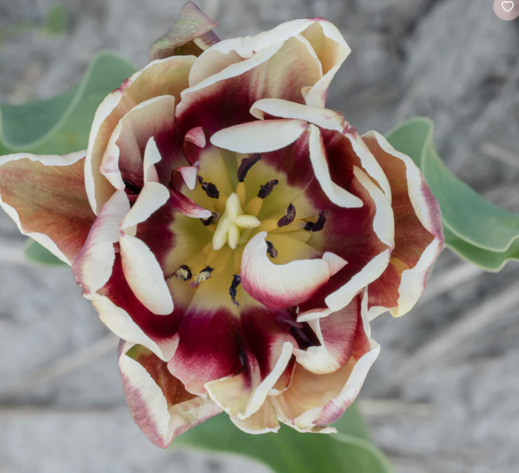 Wyndham Peony Tulip Bulbs