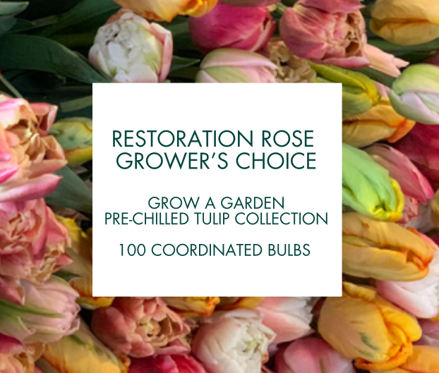Restoration Rose Grower's Choice Warm Zones Pre Chilled Garden