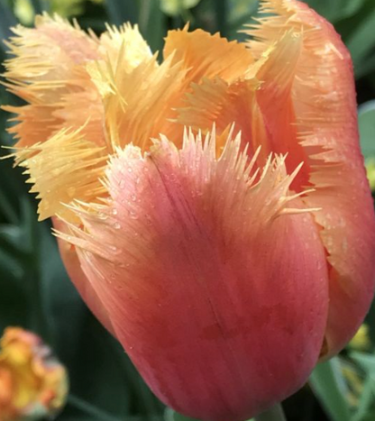 Lambada Fringed Tulip Bulbs