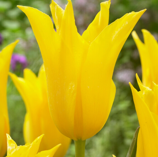 Thanksgiving Point Flowering Tulip Bulb