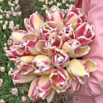 Blushing Parrot Tulip Bulbs