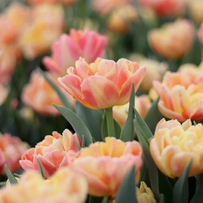 Apricot Symbiose Tulip Bulbs--prechilled