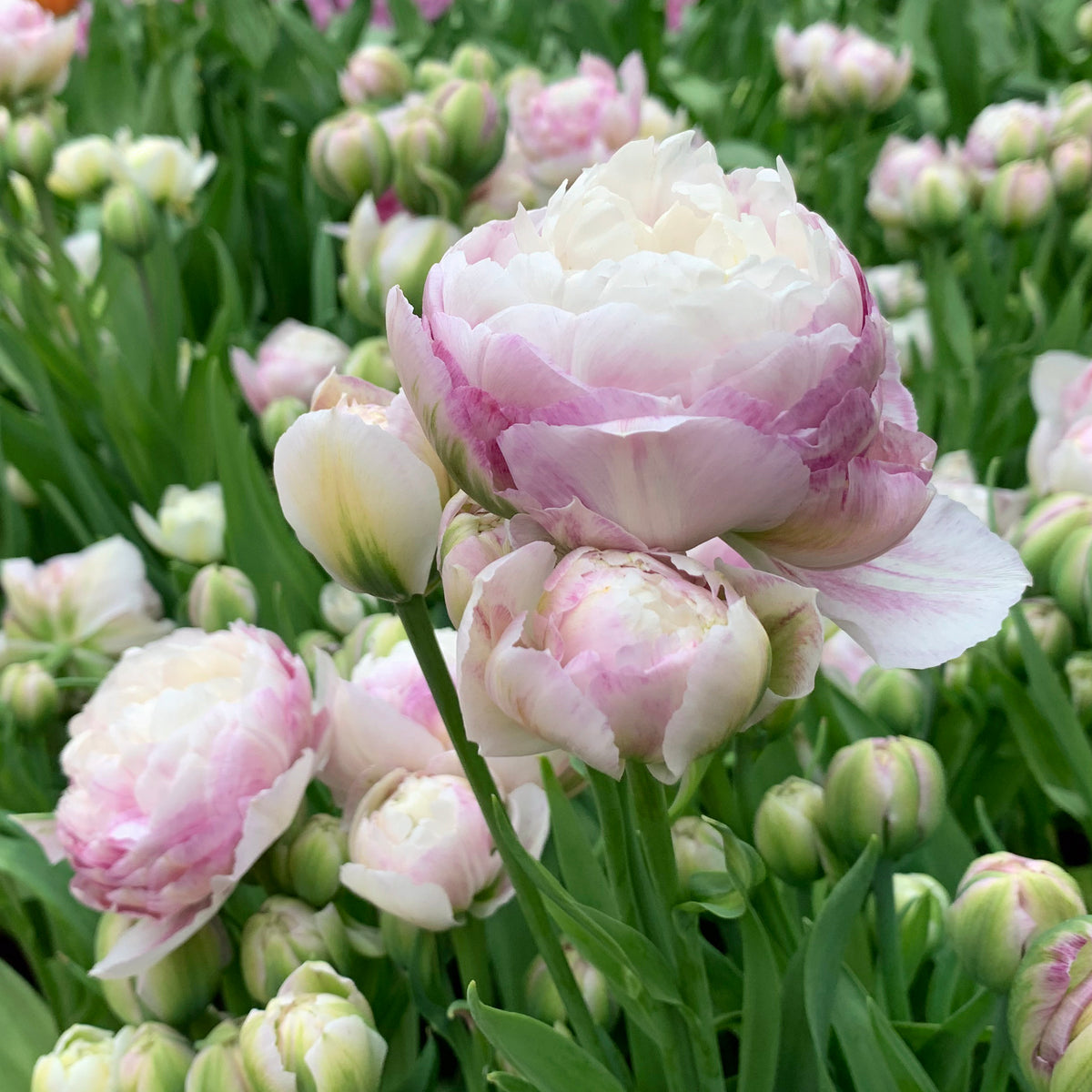 Double Surprise Double Peony Tulip Bulbs