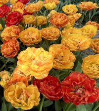 Sunlover Double Peony Tulip Bulbs