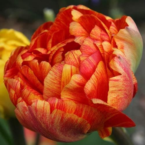 Sunlover Double Peony Tulip Bulbs