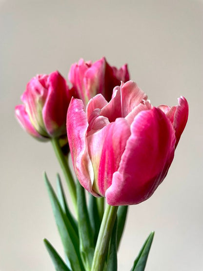 Verona Sunrise Tulip Bulbs *prechilled only*