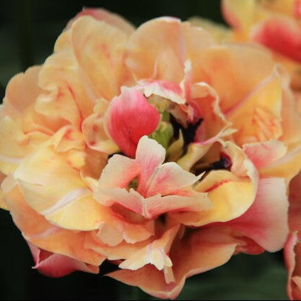 Verona Sunrise Tulip Bulbs *prechilled only*