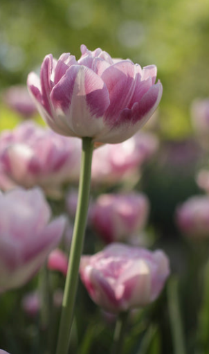 Vogue Peony Tulip Bulbs bulk savings available