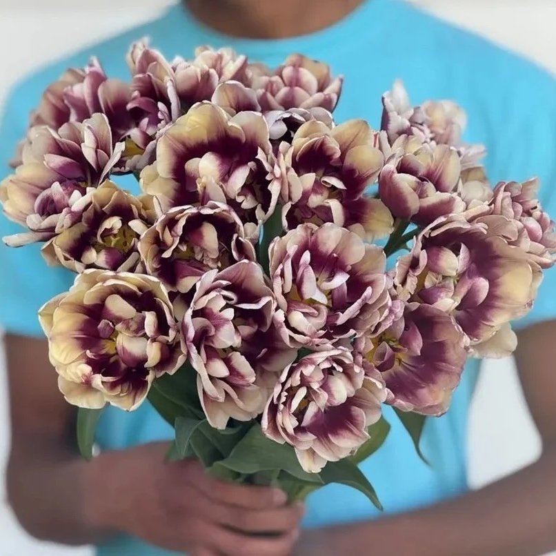 Wyndham Peony Tulip Bulbs