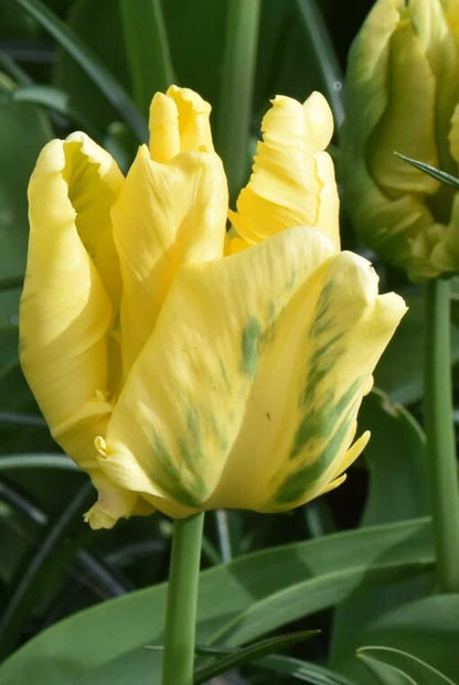 Yellow Madonna Parrot Tulip Bulbs