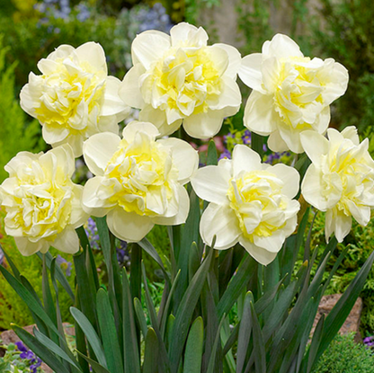 Young Devotion Daffodil Bulbs