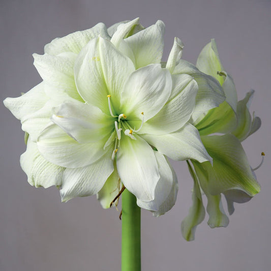 Alasca Amaryllis Bulb