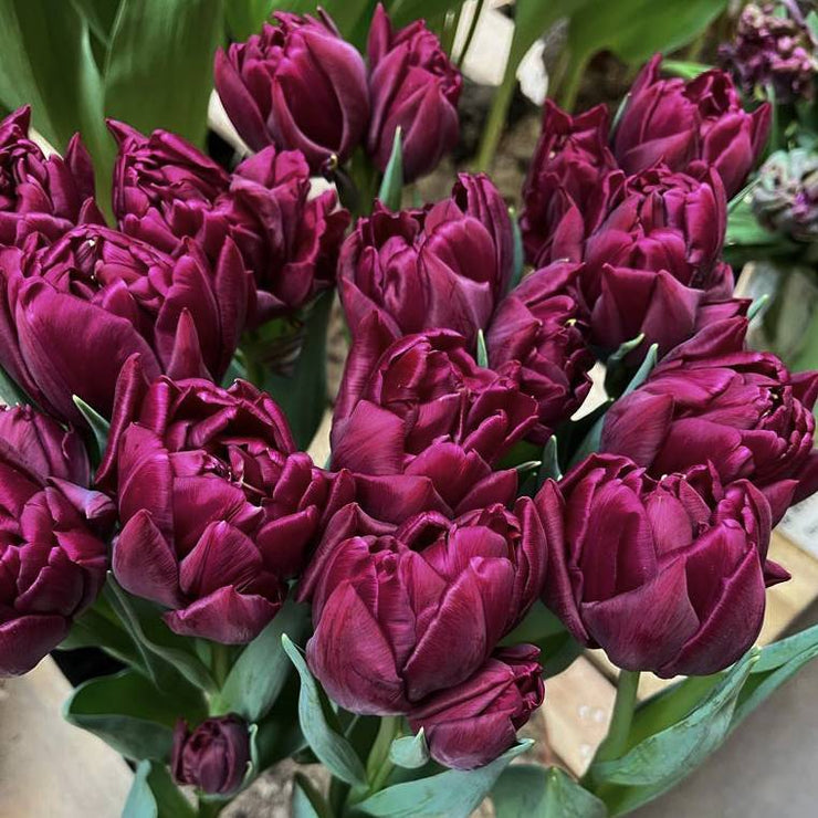 Allison Bradley Double Peony Tulip Bulbs