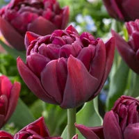 Allison Bradley Double Peony Tulip Bulbs