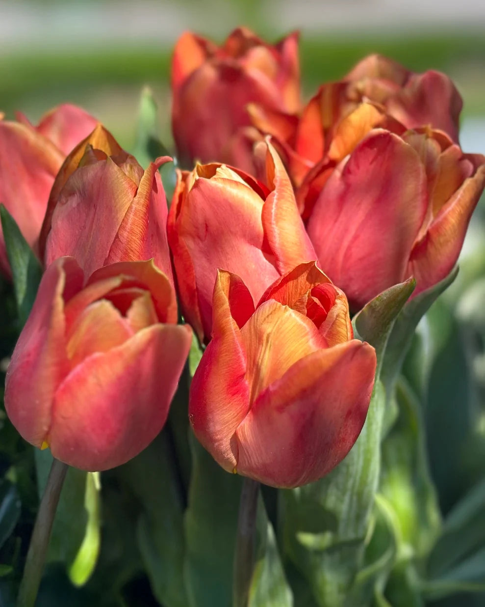 Amaru Tulip Bulbs