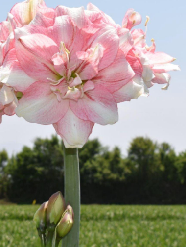 Tika Disco Amaryllis Bulb